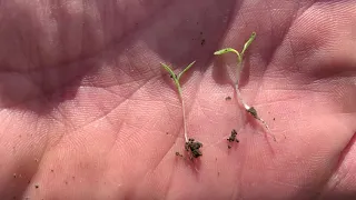 Rotary Hoe to kill weeds early in organic corn