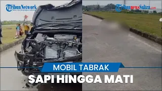 Viral Kecelakaan Sebuah Mobil Tabrak Sapi Menyeberang di Karawang hingga Ringsek Parah