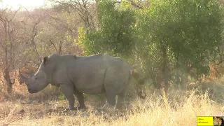 Lets Follow A Rhino To His toilet And Marking Territory