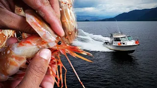 $1,000 PEELED SPOT PRAWN HEAD Catch and Cook!