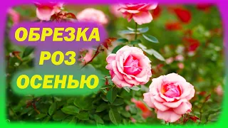 РОЗЫ не вымерзнут зимой после такой обрезки. Когда обрезать розы осенью. Как обрезать розы осенью.