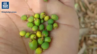 आम की फसल में फूल बनने से पहले इस्तेमाल करे YaraVita Bud Builder और पाये Yara फसल पोषण का दम