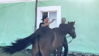 Жетім құлыннан жүйрік тәрбиелеп жүрген жас жігіт✊✊✊