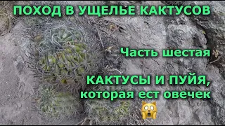 Поход в ущелье кактусов Часть 6 #кактусы #Чили #походвгоры #горныйтуризм #путешествия #приключения