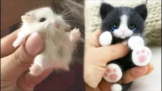 AWW Cute Baby Animals Videos Compilation Funny and Cute Moment of the Animals #3 - Sweet TV