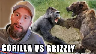 Gorilla vs Grizzlybär - Wer würde gewinnen? + Talk: Leben als Umweltschützer | Robert Marc Lehmann