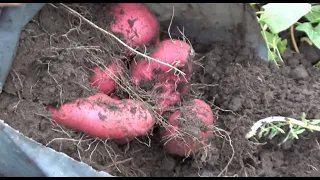 Бататові врожаї на городі.