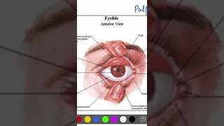 Anatomy of the Eyelid #mbbs #bds #headandneckanatomy #anatomy #eyelid