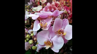 Орхидея Salinas выдала цветонос.