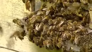 Люди и пчелы. Часть 1