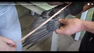 Измерение своих голубей по стандарту Николаевского 1часть