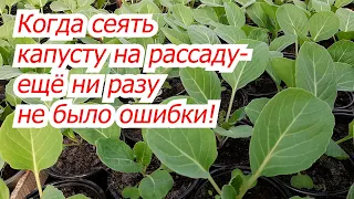 Когда сеять капусту на рассаду- точные сроки для любого региона!