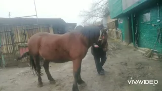 цыганские лошади Адама г. Конотоп