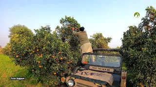 Pakistani Delicious Orange Orchard Tour