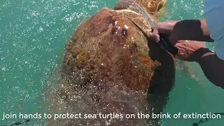 The poor Sea Turtle in distress - Protect the Sea Turtle, Removing Barnacles from Poor Sea Turtles