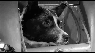 Tragic Facts About Laika, The First Dog In Space
