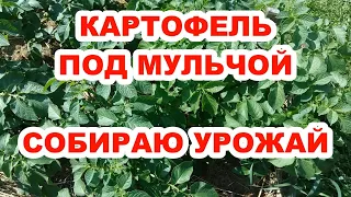 КАРТОФЕЛЬ ПОД МУЛЬЧЕЙ | БЕЗ ОКУЧИВАНИЯ и ПЕРЕКОПКИ! | СОБИРАЮ УРОЖАЙ