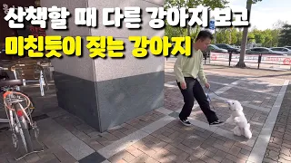 산책할 때 짖는 강아지 훈련 이렇게 해보세요 (유튜브판 개는 훌륭하다)