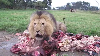 Lion Feed Best