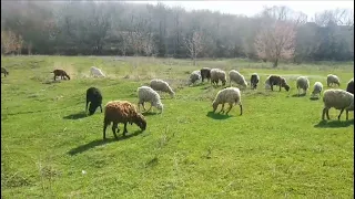 Козы и овцы на пастбище| Овцеводство как бизнес| Козоводство с нуля