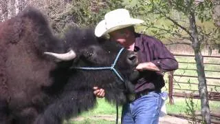 Buffalo makes unusual house pet