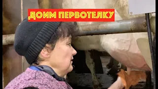 Приучение к дойке первотелок