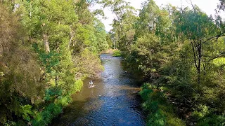 Fly Fishing The Yarra River for Brown Trout!