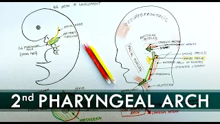 2nd Pharyngeal Arch and its derivatives | Embryology Tutorial