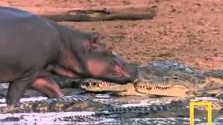Hippo Licks Croc