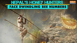 Nepal's Honey hunters face dwindling bee numbers due to climate change