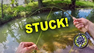 Multi-Species Fly Fishing in a Creek