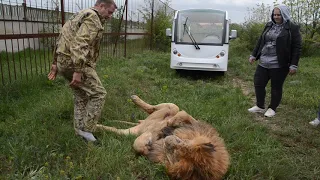 Обнимашки со львом вожаком !!!