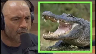 Joe Rogan - I HATE Alligators
