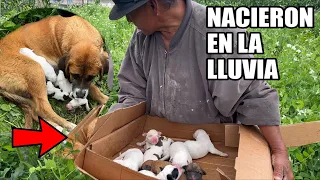 Rescatando cachorros, parió en la lluvia