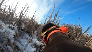 Dog's view of pheasant hunting