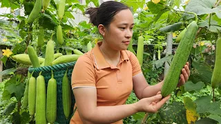 Harvesting Melon Fruit Garden goes to the market sell - Gardening | Lý Thị Ca