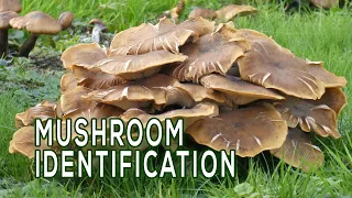 Mushroom Identification | Digging Deeper | Nebraska Public Media