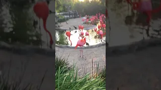 Screaming Flamingos! San Diego zoo 2017