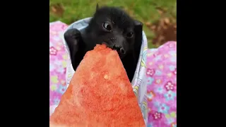 Fruit Bat Tries Watermelon for the First Time!!
