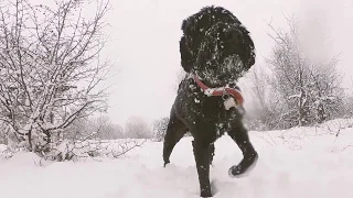 Black Russian Terrier in the snow