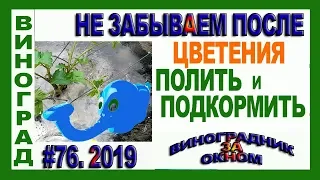 🍇 Не ЗАБЫВАЕМ после цветения. ПОЛИВ и ПОДКОРМКА винограда. Нормы воды и удобрений.