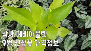 남사 예삐플라워 9월 신상꽃 가격정보 알아볼까요