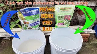 Cách phòng bệnh xoăn lá xoăn ngọn cho ớt, cà chua - Các bệnh về rễ cho rau quả sạch nhà trồng