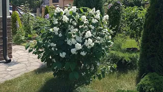 Летняя обрезка чубушника (садового жасмина)