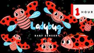 Flying Ladybug And Neon Bubbles Sensory Video | High Contrast Eye Tracking Dance + Fun Music 0-2 Yrs