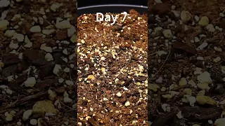 57 Days in 15s! Growing a watermelon plant from seed!
