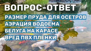 Выращивание Белуги на Карасе в пруду. Вопросы по рыбоводству и обслуживанию, созданию прудов