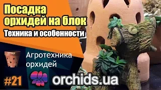 Техники и особенности посадки орхидей на блок