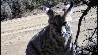 Bobcat hunting photo bomb with amazing vocalizations