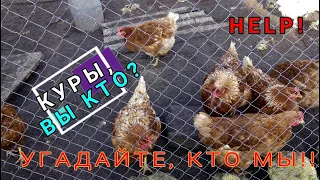 🐔🥚🐥 КАК НАС ОБМАНЫВАЮТ ПРОДАВЦЫ КУРЕЙ